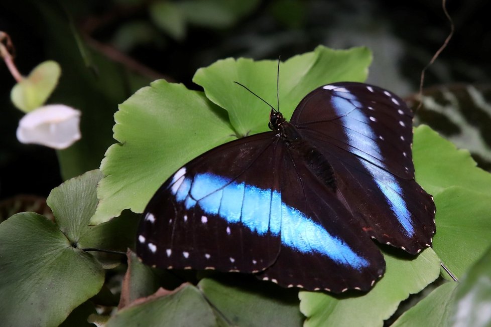 Mezi nejzajímavější exotické krasavce patří motýli z rodu Morpho. J