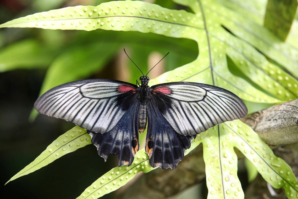 Nejjedovatější obecně je otakárek Papilio antichachus. 