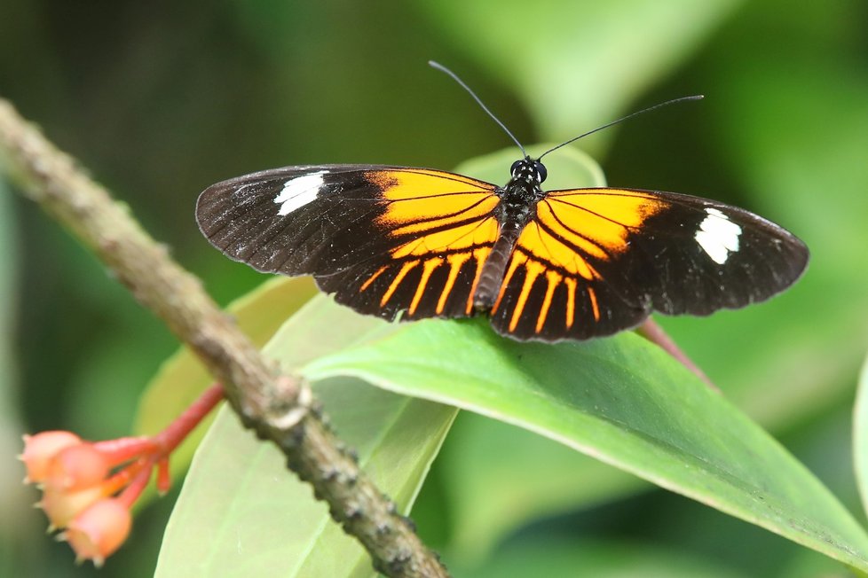 Monarcha stěhovavý (Danaus plexippus).