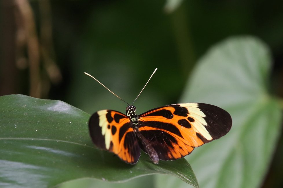 Jedovatá krása: Výstava exotických motýlů v Botanické zahradě v Troji. (červen 2021)