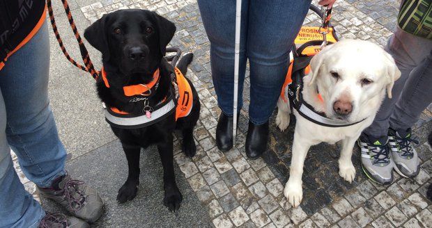 „Občas potřebuji pomoc cizích,“ říká nevidomá Blanka: Vodicí pes nezvládne vše