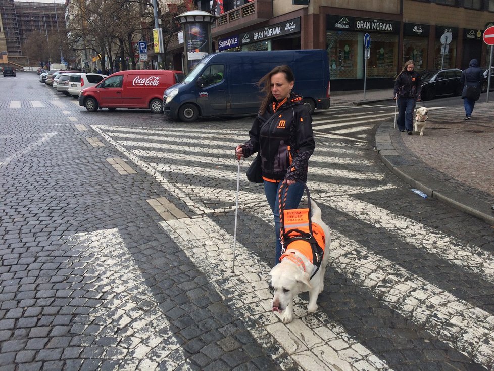 Vodící psi pomáhají nevidomým v každodenních situacích jako je převádění přes ulici či určování směru chůze..