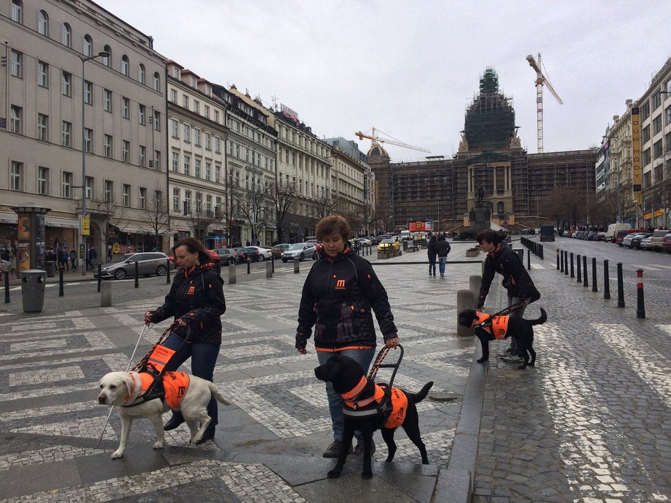 Vodící psi pomáhají nevidomým v každodenních situacích jako je převádění přes ulici či určování směru chůze..