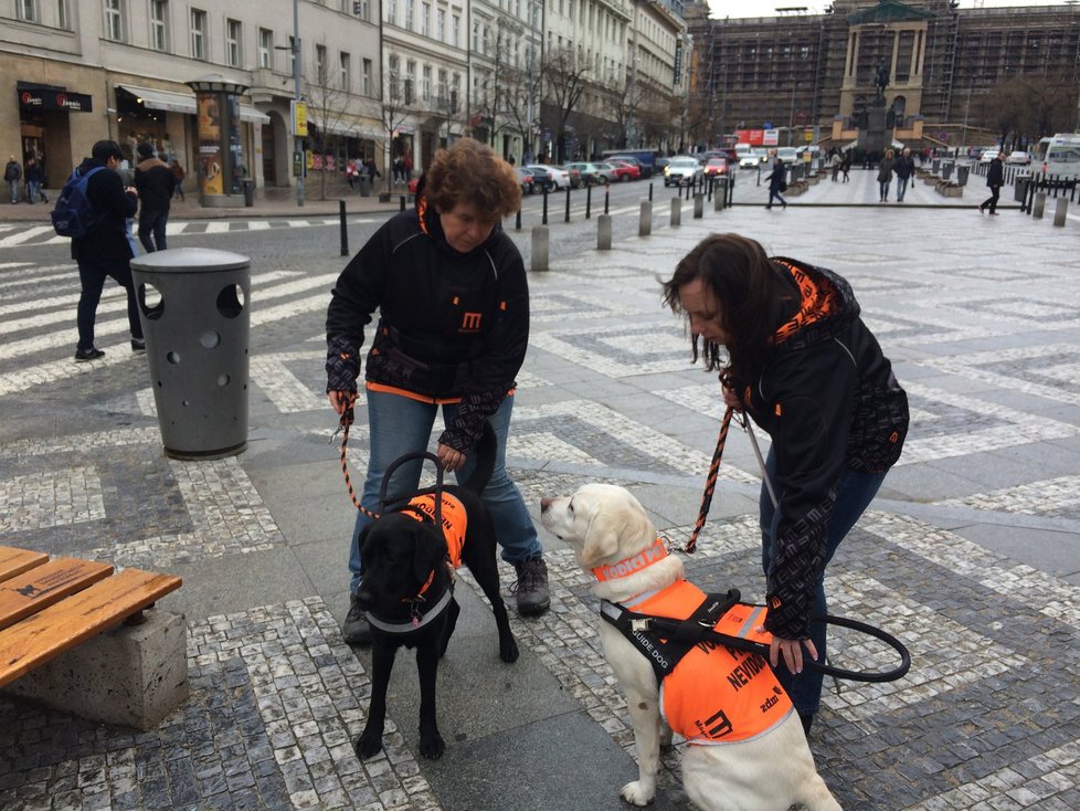 Vodící psi pomáhají nevidomým v každodenních situacích, jako je převádění přes ulici či určování směru chůze..