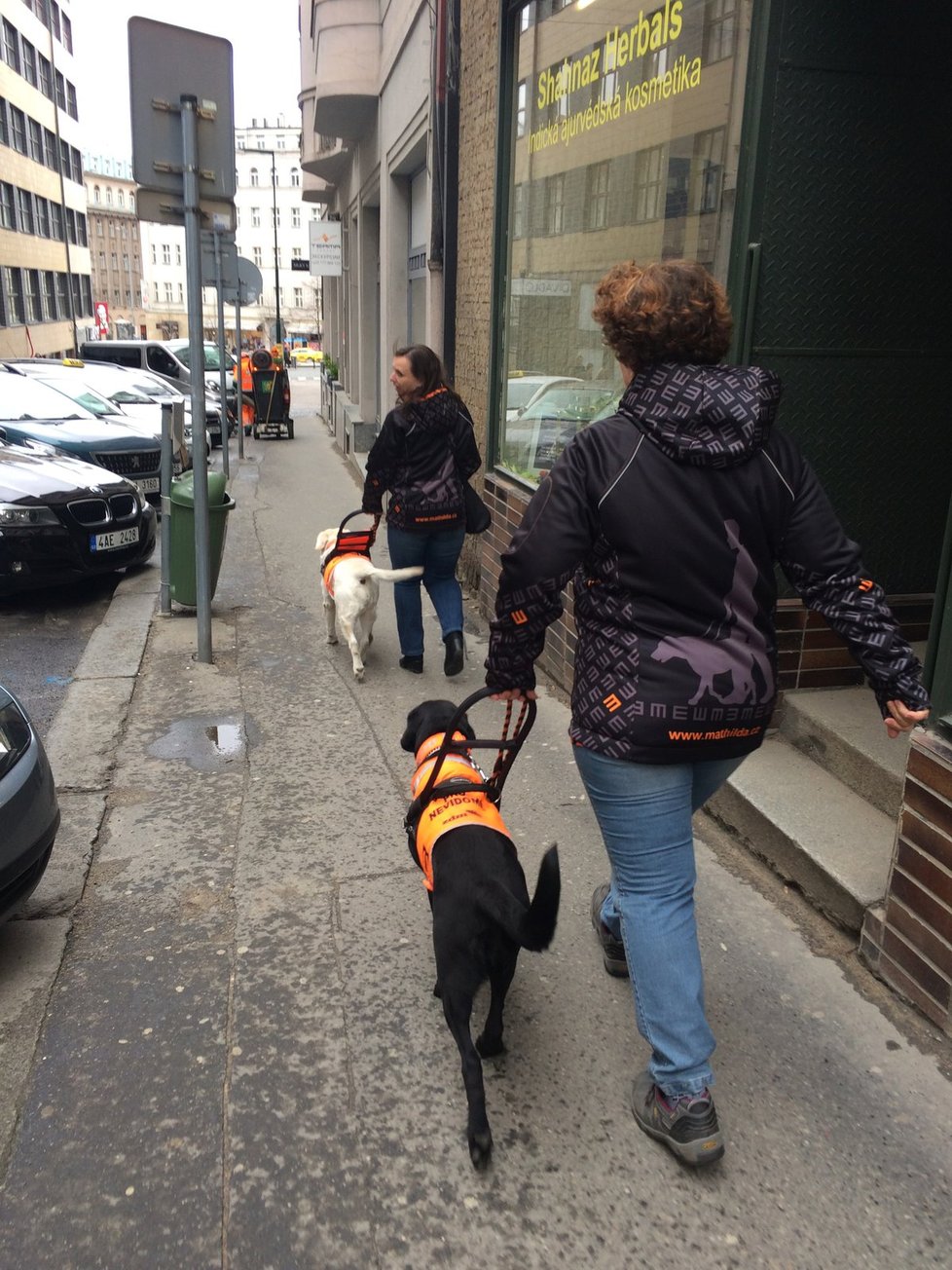 Vodicí psi pomáhají nevidomým v každodenních situacích jako je převádění přes ulici či určování směru chůze.
