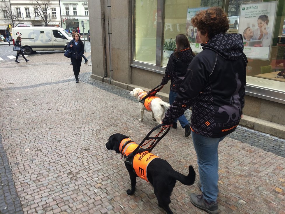 Vodicí psi pomáhají nevidomým v každodenních situacích jako je převádění přes ulici či určování směru chůze..