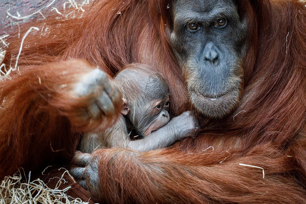 V Zoo Praha se v úterý 17. listopadu 2020 narodilo mládě orangutana sumaterského.