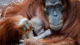 Velká radost v zavřené Zoo Praha: V pavilonu Indonéské džungle se narodil malý orangutan!