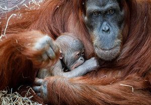 V Zoo Praha se v úterý 17. listopadu 2020 narodilo mládě orangutana sumaterského.