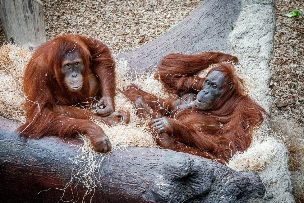 V Zoo Praha se v úterý 17. listopadu 2020 narodilo mládě orangutana sumaterského.