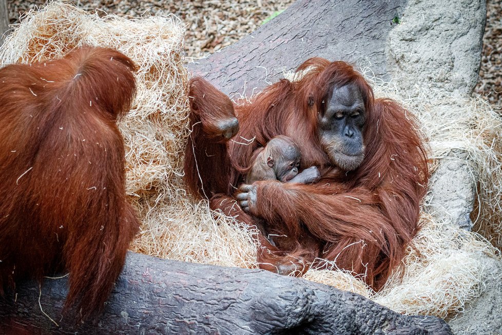V Zoo Praha se v úterý 17. listopadu 2020 narodilo mládě orangutana sumaterského.