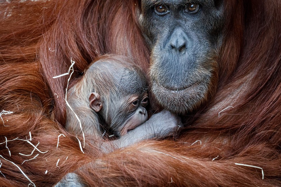 V Zoo Praha se v úterý 17. listopadu 2020 narodilo mládě orangutana sumaterského.