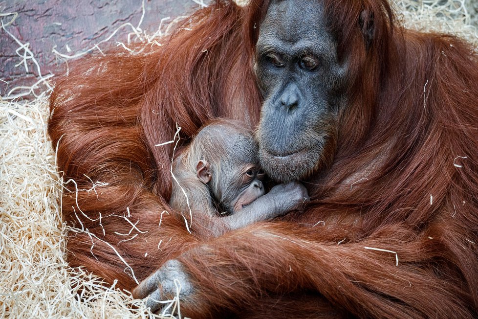 V Zoo Praha se v úterý 17. listopadu 2020 narodilo mládě orangutana sumaterského.