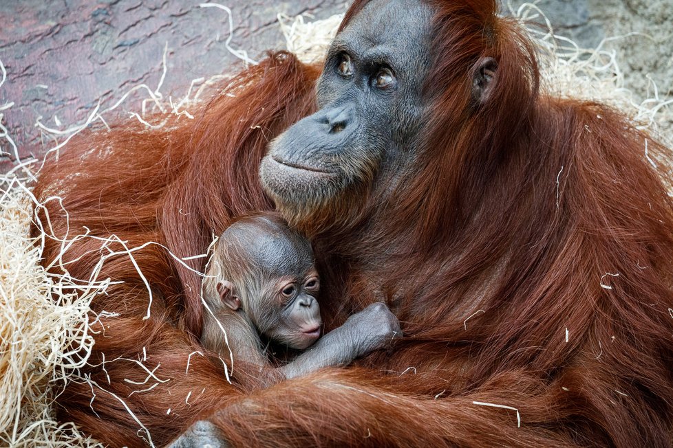 V Zoo Praha se v úterý 17. listopadu 2020 narodilo mládě orangutana sumaterského.