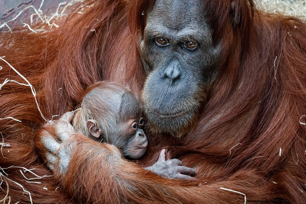 V Zoo Praha se v úterý 17. listopadu 2020 narodilo mládě orangutana sumaterského.