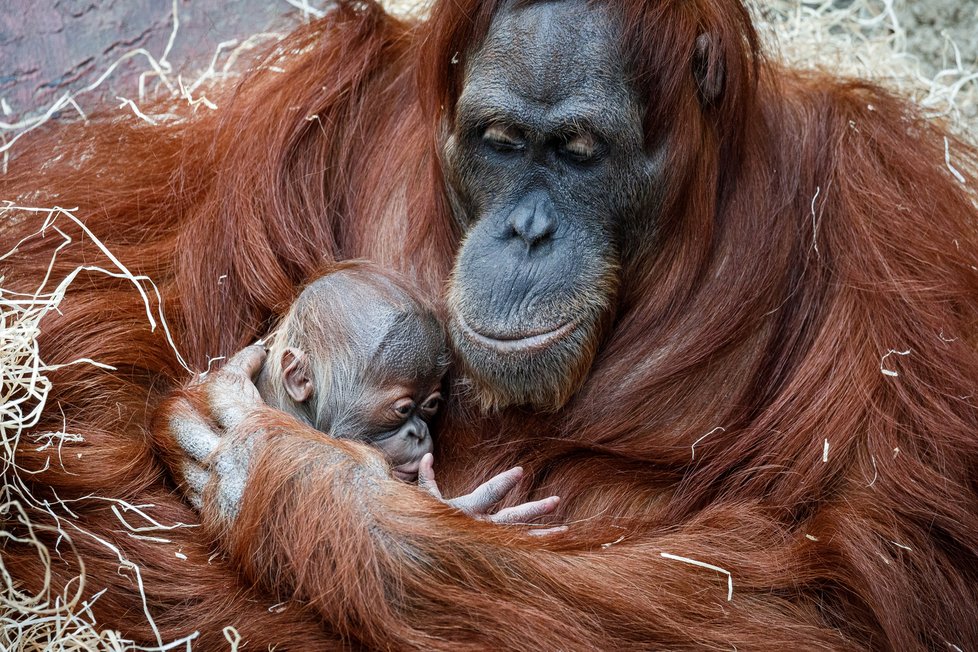 V Zoo Praha se v úterý 17. listopadu 2020 narodilo mládě orangutana sumaterského.