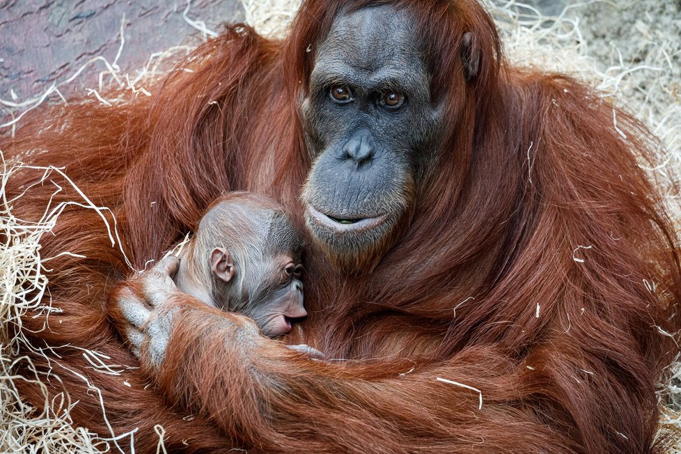 V Zoo Praha se v úterý 17. listopadu 2020 narodilo mládě orangutana sumaterského.