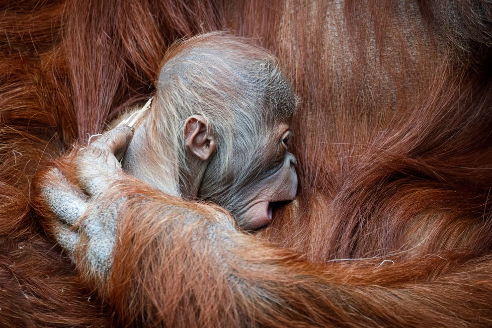 V Zoo Praha se v úterý 17. listopadu 2020 narodilo mládě orangutana sumaterského.