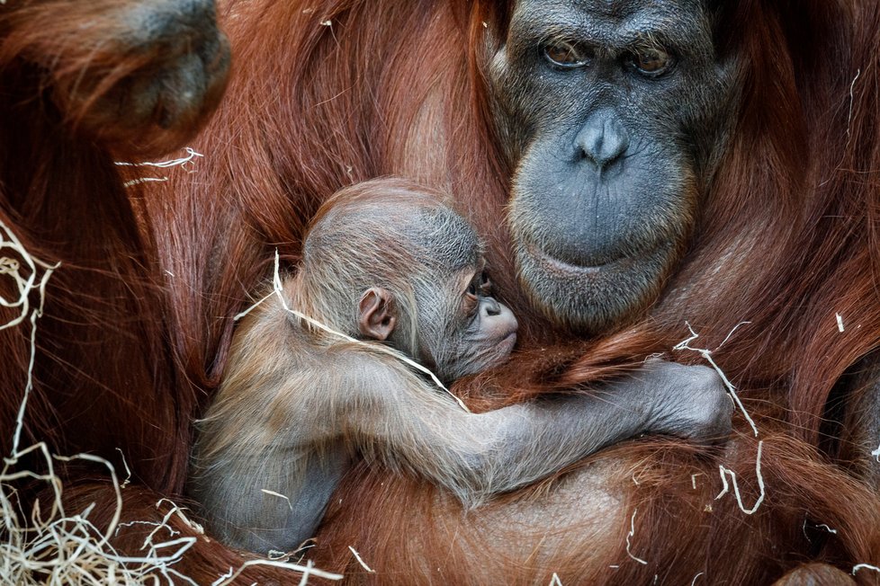 V Zoo Praha se v úterý 17. listopadu 2020 narodilo mládě orangutana sumaterského.