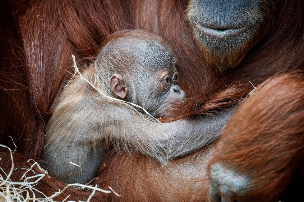 V Zoo Praha se v úterý 17. listopadu 2020 narodilo mládě orangutana sumaterského.