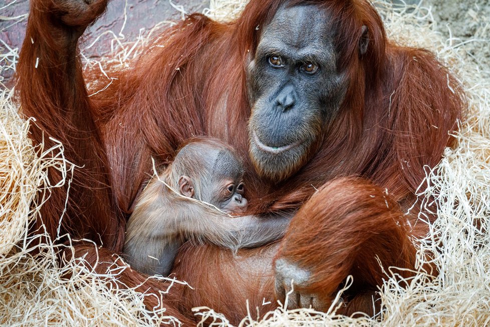 V Zoo Praha se v úterý 17. listopadu 2020 narodilo mládě orangutana sumaterského.