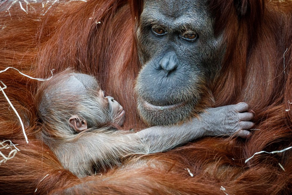 V Zoo Praha se v úterý 17. listopadu 2020 narodilo mládě orangutana sumaterského.