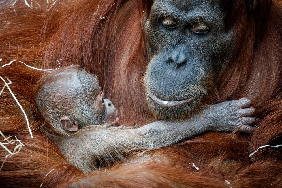 V Zoo Praha se v úterý 17. listopadu 2020 narodilo mládě orangutana sumaterského.