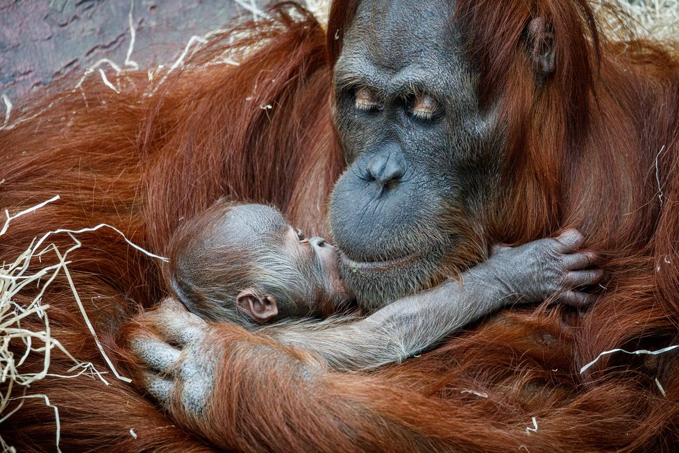 V Zoo Praha se v úterý 17. listopadu 2020 narodilo mládě orangutana sumaterského.