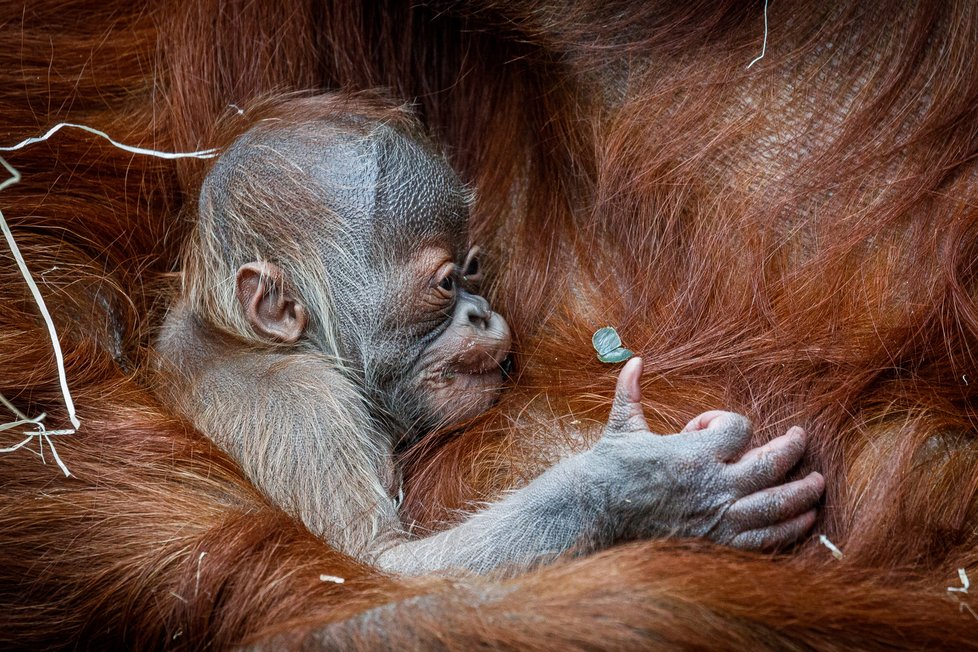 V Zoo Praha se v úterý 17. listopadu 2020 narodilo mládě orangutana sumaterského.