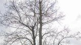 Památné stromy v Praze 10: Připomínají starostu, republiku i okupaci