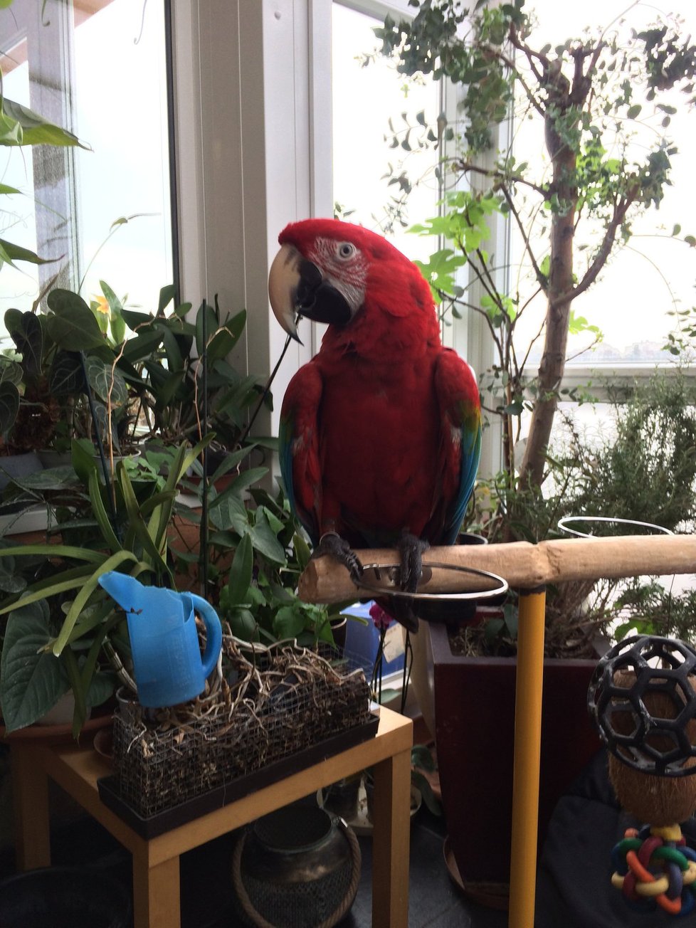 Láďa má exotiku přímo v jednom z pražských bytů. V zimní zahradě mu poletují dva papoušci- ara zelenokřídlý a eklektus.