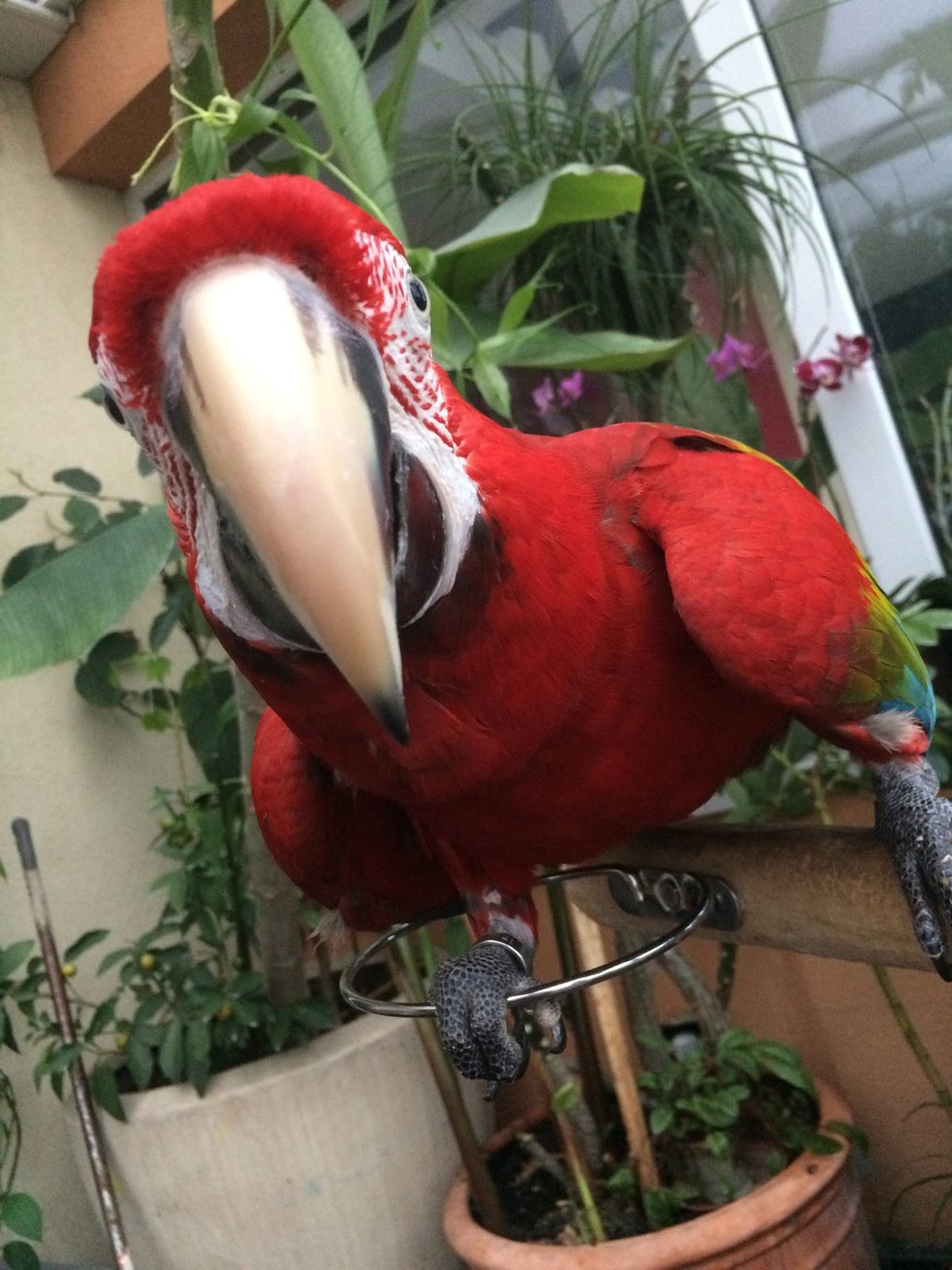 Láďa má exotiku přímo v jednom z pražských bytů. V zimní zahradě mu poletují dva papoušci- ara zelenokřídlý a eklektus.