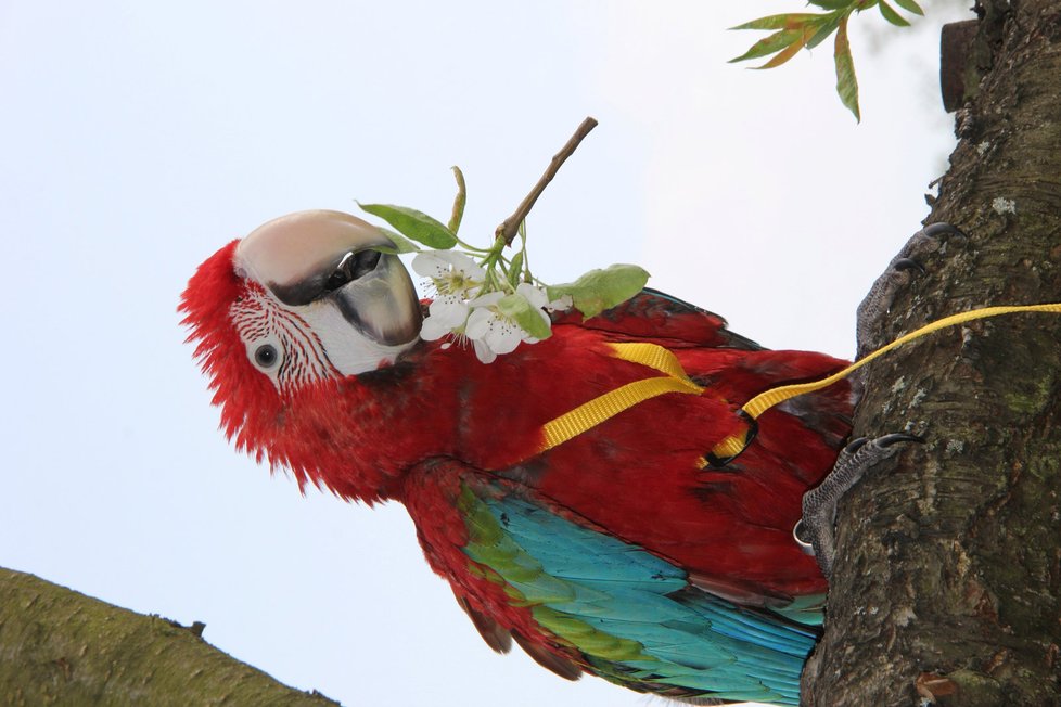 Papoušci jsou Láďovými miláčky, už od malička byli jeho snem.