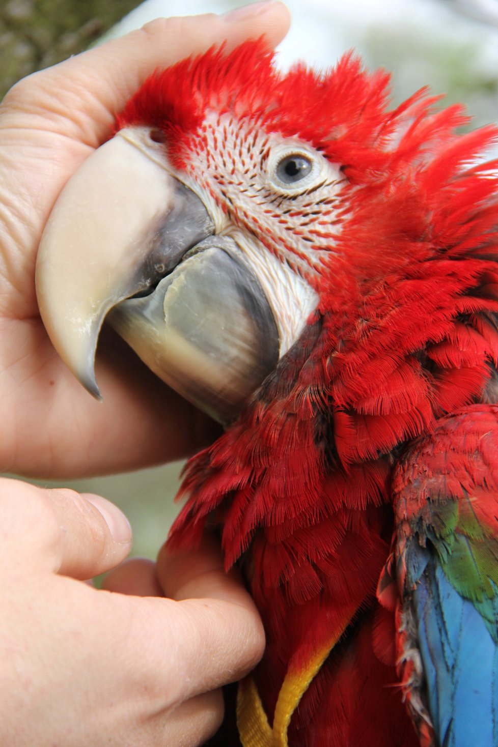 Papoušci jsou Láďovými miláčky, už od malička byli jeho snem.