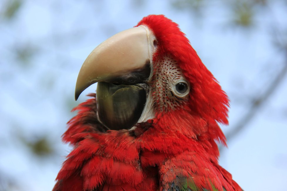 Papoušek držel pevně zavřený zobák, policii o svém majiteli nic neprozradil (ilustrační foto.)