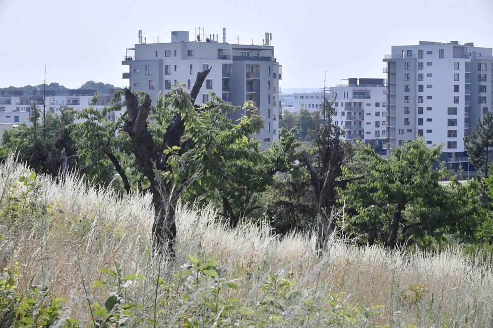 Takto vypadá Třešňovka po revitalizaci.