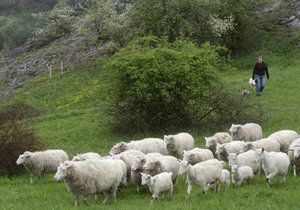 Stádo ovcí v Prokopském údolí