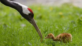 Obrovská radost v Zoo Praha: Letos se narodilo 272 mláďátek, nejmladší je tapír a pekari