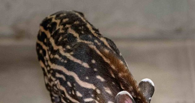 Porod tapíra jihoamerického proběhl velmi rychle, podle chovatelů dokonce mezi dvěma jejich kontrolami samice. Mládě je v&nbsp;péči matky, která ho pravidelně kojí.