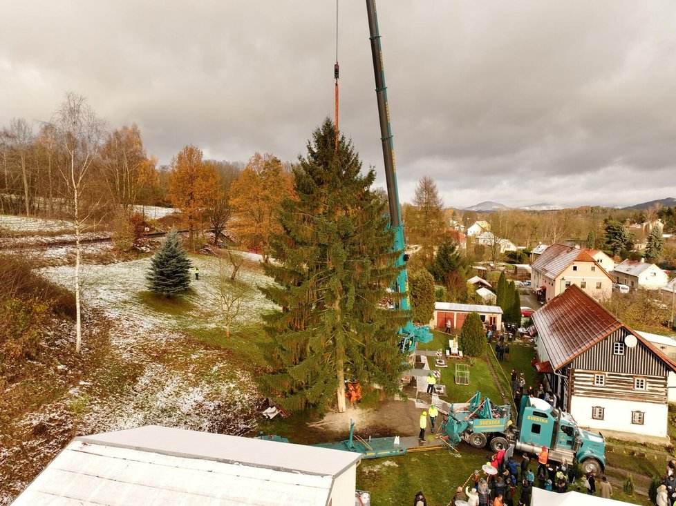 Kácení vánočního stromu pro Prahu, 23. listopadu 2023.