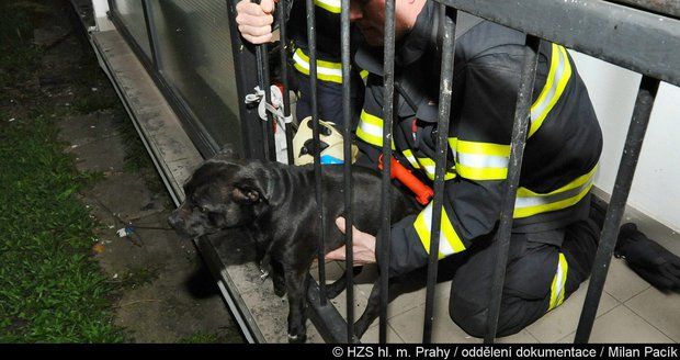 Pes uvízl hlavou v zábradlí balkonu: Zachránili ho přivolaní hasiči