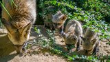 Zázrak po 14 letech: V Zoo Praha se narodili tři roztomilí „ušáci“!