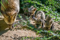 Zázrak po 14 letech: V Zoo Praha se narodili tři roztomilí „ušáci“!