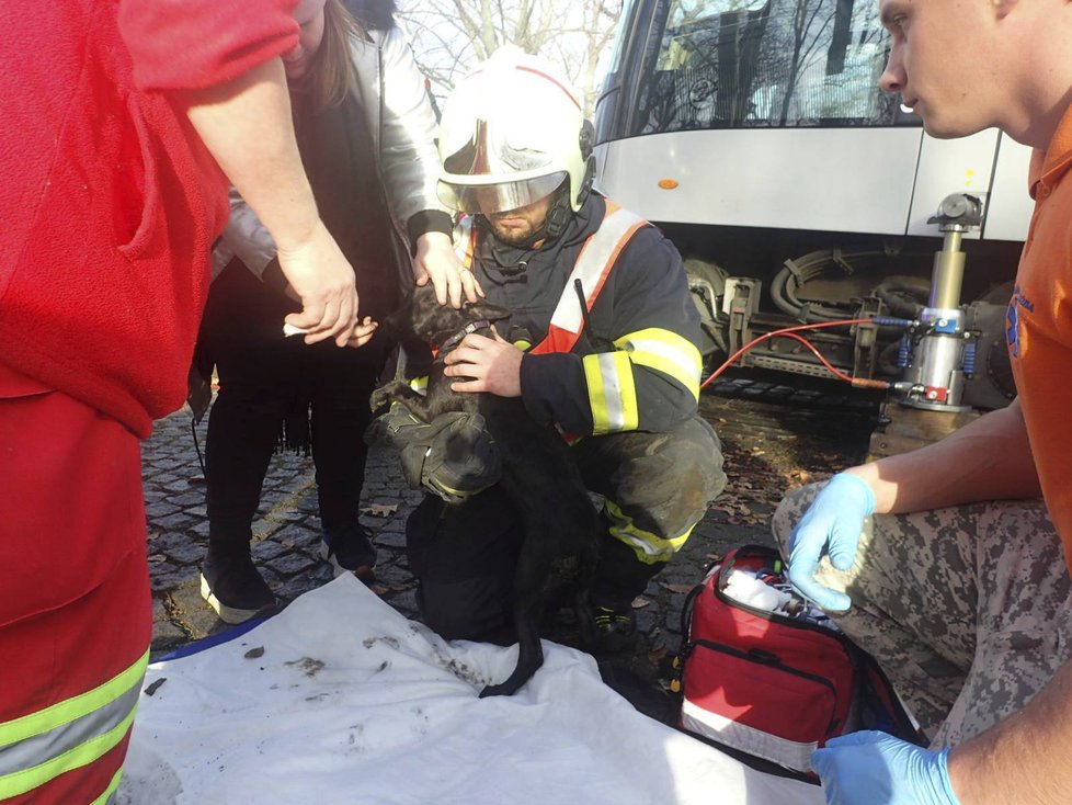 Veterinární záchranná služba zasahovala o víkendu ve Stromovce. Štěně tam vběhlo pod jedoucí tramvaj.