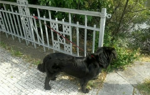 Otřesné týrání na Bubenském nábřeží: Muž skopl psa z 5metrové zdi! Zvíře dopadlo na beton
