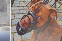 Chlapečkovi (4) pes na Petříně prokousl hrudník: „Páníček“ dostal deset měsíců natvrdo!