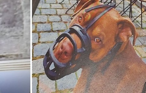 Chlapečkovi (4) pes na Petříně prokousl hrudník: „Páníček“ dostal deset měsíců natvrdo!