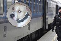 Ženu (34) pokousal ve vlaku pes: Jeho majitelé ji nechali ležet v krvi a odešli, zmizela jí i kabelka