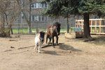 Děti si na příměstském táboře v Hloubětíně užijí léto s poníky.