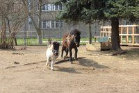 Netradiční tábory: Pořádají je v Praze, děti se povozí na ponících